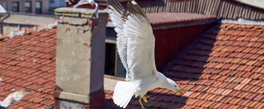 Residential Chimney Animal Removal Solution in Sarasota Springs, FL